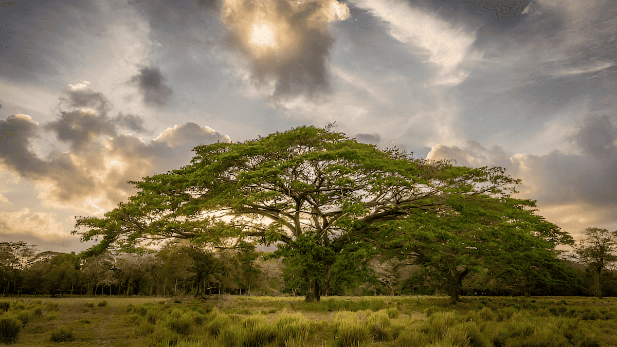 the national tree of costa rica guanacaste